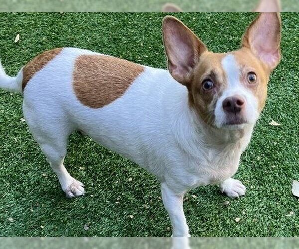 Medium Photo #1 Chihuahua Puppy For Sale in Redwood City, CA, USA