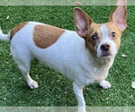 RADAR - Male Chihuahua Dog for Adoption - Small photo