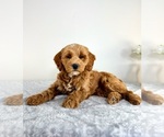Small #2 Goldendoodle (Miniature)