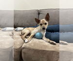 Small #17 Chihuahua-Labrador Retriever Mix
