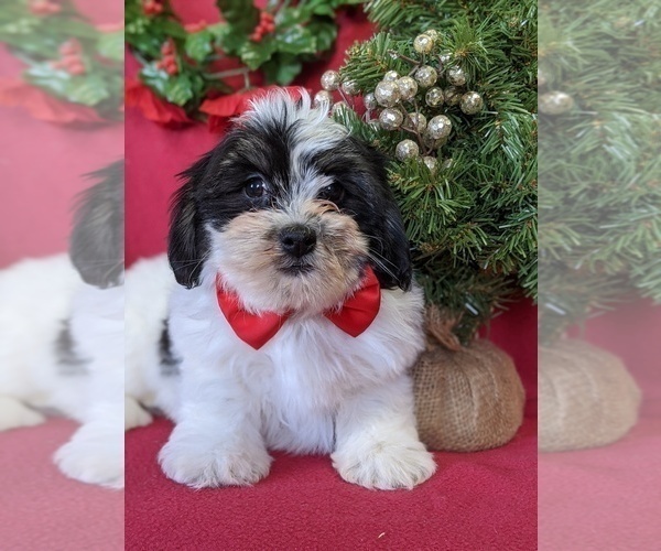 Medium Photo #3 Zuchon Puppy For Sale in LANCASTER, PA, USA