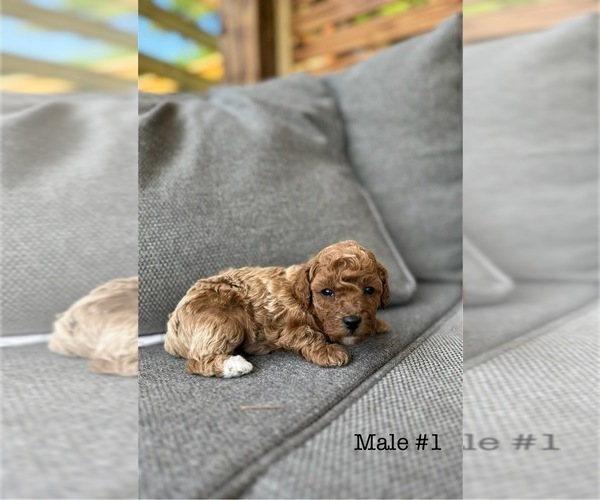 Medium Photo #5 Poodle (Toy) Puppy For Sale in PORTLAND, OR, USA