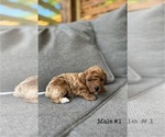 Small #4 Poodle (Toy)