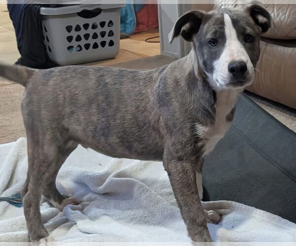 Medium Photo #1 Catahoula Leopard Dog-Unknown Mix Puppy For Sale in Alexander, AR, USA