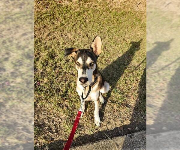 Medium Photo #3 Huskies -Unknown Mix Puppy For Sale in San Antonio, TX, USA