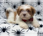 Small Photo #1 Lhasa Apso Puppy For Sale in LAKELAND, FL, USA