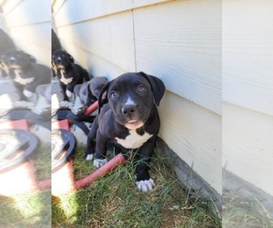 American French Bull Terrier-Presa Canario Mix Puppy for sale in FORT WORTH, TX, USA
