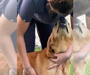 Dallas 1525 - Male Golden Retriever Dog for Adoption - Photo #5