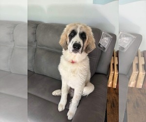 Great Pyrenees Dogs for adoption in Bountiful, UT, USA