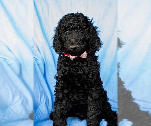 Double Doodle Puppy for sale in DENVER, CO, USA