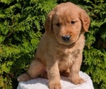 Small #2 Golden Retriever