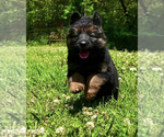 Small Photo #2 German Shepherd Dog Puppy For Sale in GADSDEN, AL, USA