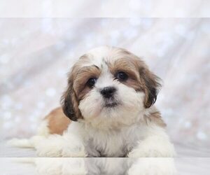 Shih Tzu Puppy for sale in MARIETTA, GA, USA