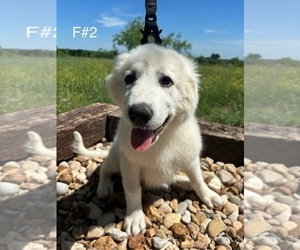 Great Pyrenees Puppy for sale in LOCKHART, TX, USA
