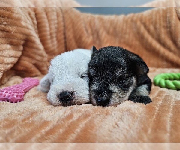 Medium Photo #5 Schnauzer (Miniature) Puppy For Sale in GOSHEN, IN, USA