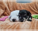 Small #4 Schnauzer (Miniature)