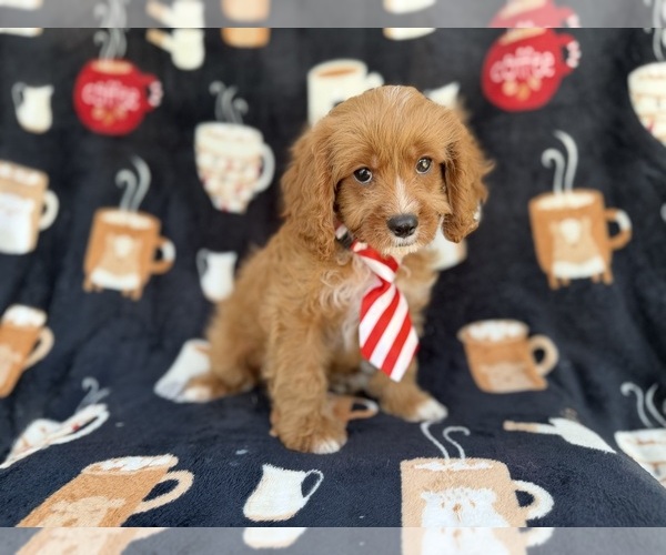 Medium Photo #2 Cavapoo (Standard) Puppy For Sale in LAKELAND, FL, USA