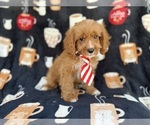 Small #1 Cavapoo (Standard)