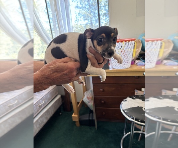 Medium Photo #2 Fox Terrier (Smooth)-Rat Terrier Mix Puppy For Sale in PLACERVILLE, CA, USA