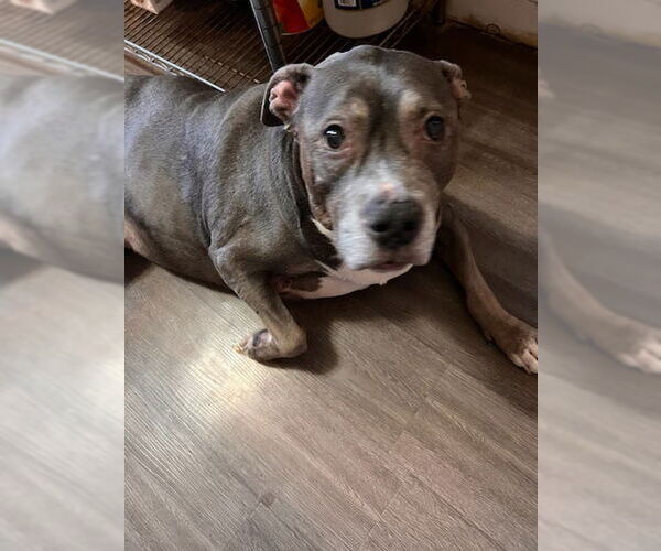 Medium Photo #3 American Pit Bull Terrier-Unknown Mix Puppy For Sale in Brooklyn, NY, USA