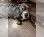 Small #2 American Pit Bull Terrier Mix