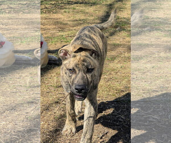 Medium Photo #3 Mutt Puppy For Sale in White Bluff, TN, USA