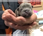 Small Photo #3 French Bulldog Puppy For Sale in BUCKS BAR, CA, USA