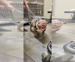 Small #24 English Bulldog