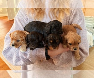 Cavapoo Puppy for sale in HANOVER, IN, USA