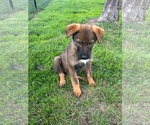 Small #1 Shepradors