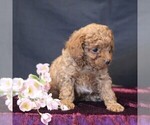 Small #3 Cavapoo (Miniature)