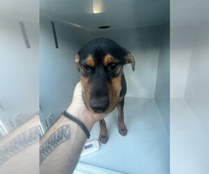 Doberman Pinscher-Unknown Mix Dogs for adoption in Houston, TX, USA