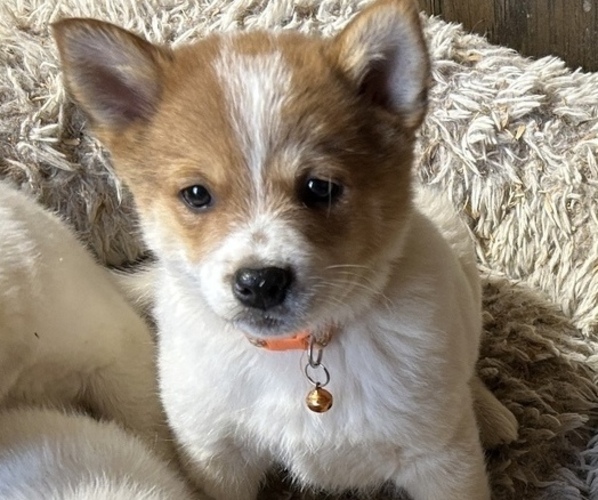 Medium Photo #1 Australian Cattle Dog-Pomeranian Mix Puppy For Sale in LAWRENCE, MI, USA