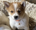 Small Photo #1 Australian Cattle Dog-Pomeranian Mix Puppy For Sale in LAWRENCE, MI, USA