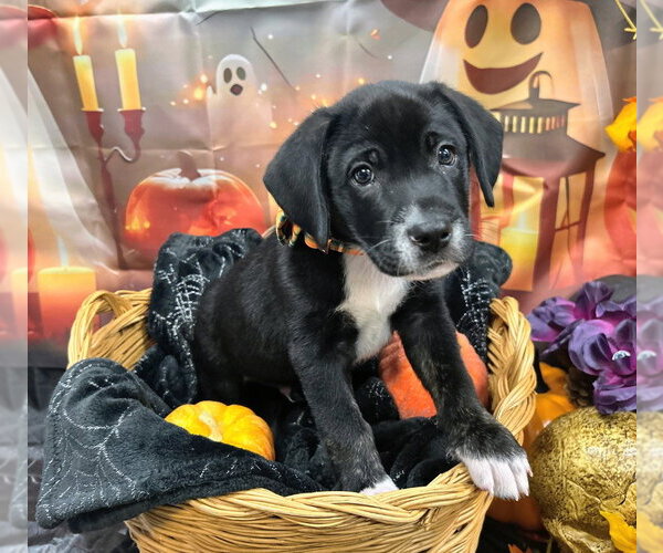 Medium Photo #4  Puppy For Sale in , 