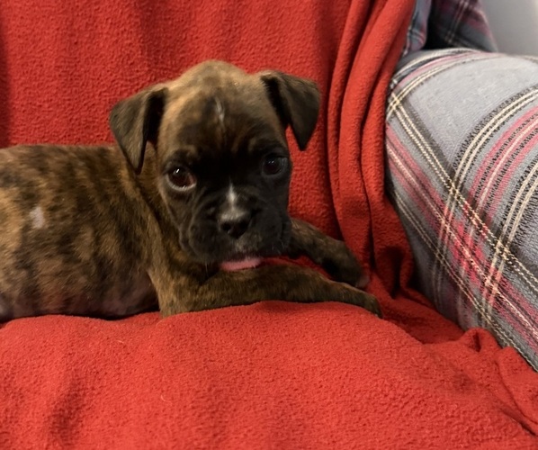 Medium Photo #1 Boxer Puppy For Sale in LANSING, MI, USA