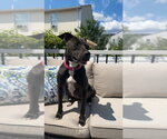 Small #12 Labrador Retriever Mix