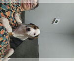Small #2 Beagle Mix