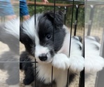 Small Photo #17 Border Collie Puppy For Sale in CAMAS, WA, USA