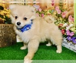 Small #3 Pomeranian