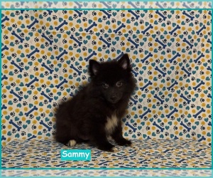 Pomimo Puppy for sale in CLARKSVILLE, TN, USA