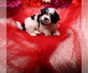 Havanese-Havashu Mix Puppy for sale in THAYER, KS, USA