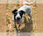Small #5 Mutt