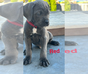 Cane Corso Puppy for sale in JOLIET, IL, USA