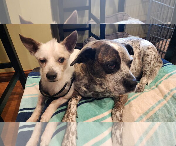 Medium Photo #5 Mutt Puppy For Sale in Germantown, OH, USA