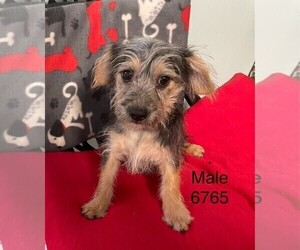 Morkie Puppy for sale in CLARE, IL, USA