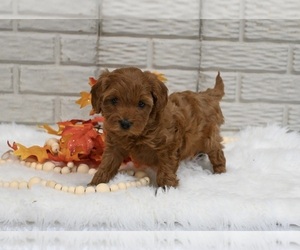 Cavapoo Puppy for sale in HOLMESVILLE, OH, USA