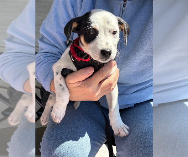 Medium Photo #1 Mutt Puppy For Sale in Lawrenceville, NJ, USA