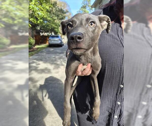 Medium Photo #1 Labrador Retriever-Unknown Mix Puppy For Sale in Houston, TX, USA