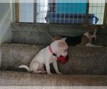 Small #3 Chihuahua Mix